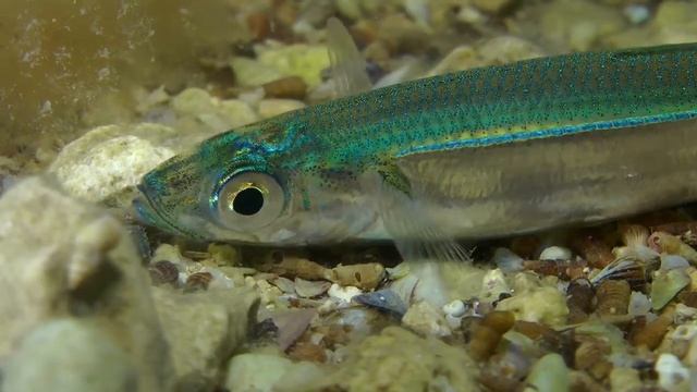 Mediterranean sand smelt (Atherina hepsetus) Атерина средиземноморская смотреть онлайн