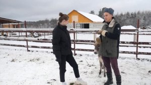 Как живут ослики на ферме? / Как аккуратно общаться с осликами?