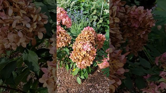 Миксбордер вдоль северного забора ? смотреть онлайн