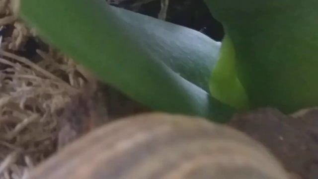 Сюрпиз от орхидейки Клеопатра.Что же это?🌱🍀🌱🍀🌱🍀🌱🍀 смотреть онлайн