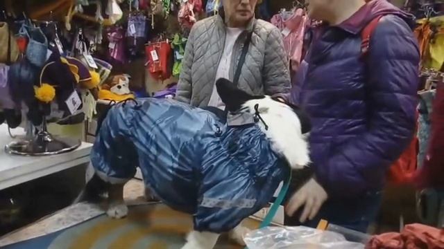 Непромокаемый комбинезон для корги смотреть онлайн