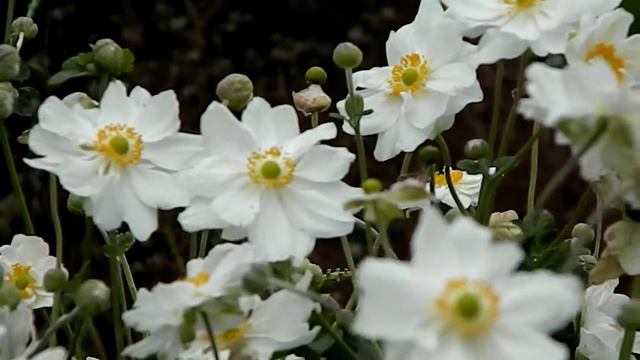 Anemone Hybrida Whirlwind