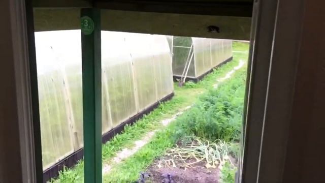 Выращивание бройлеров. смотреть онлайн