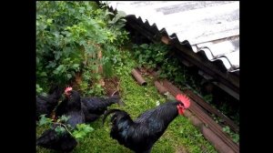 Чёрный Австралорп или Пушкинская?Плюсы и минусы мясояичных пород кур.