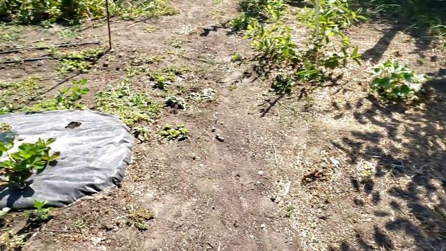 Пришло время натянуть затеняющую сетку над участком. смотреть онлайн