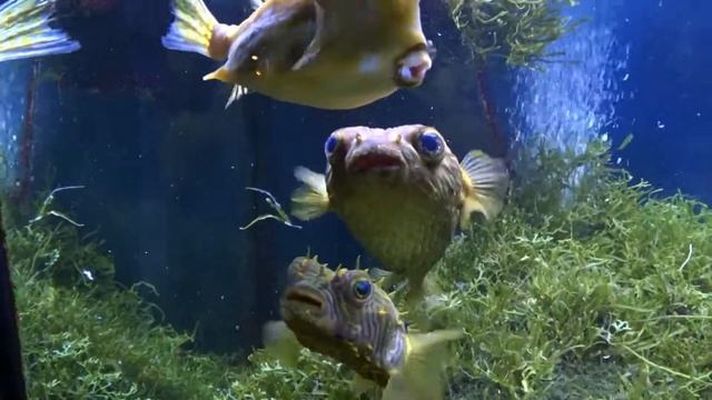 Кузовок и иглобрюхи 2