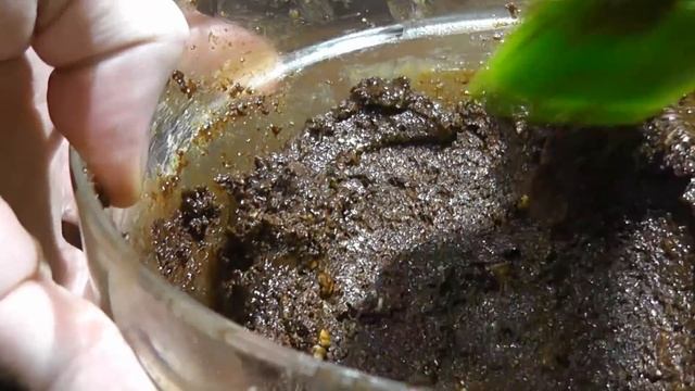 Королевская галета. Галета волхвов. Galette Des Rois