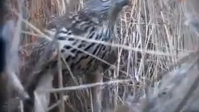 Анонс (Охота и рыбалка, 19.02.2010) смотреть онлайн