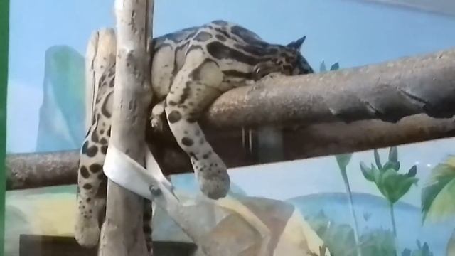 Красавец дымчатый леопард ...... смотреть онлайн