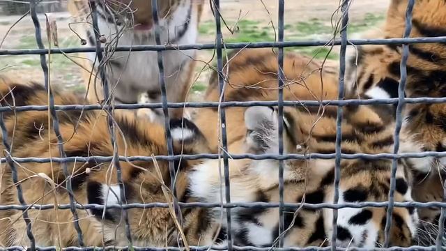 Не может быть ! ТИГРЫ ЕДЯТ ТРАВУ !!! смотреть онлайн