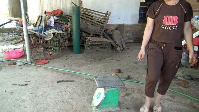 Harvesting Litchi Fruit Garden goes to the market sell -farm life - thảo bushcraft | Lý Thị Ca смотреть онлайн