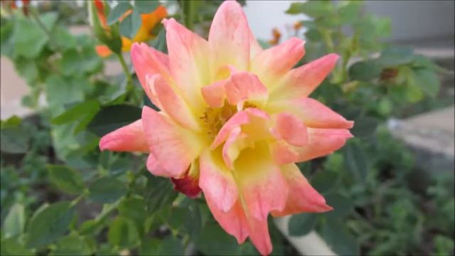 Canon Powershot SX160 IS - Yakın Çekim