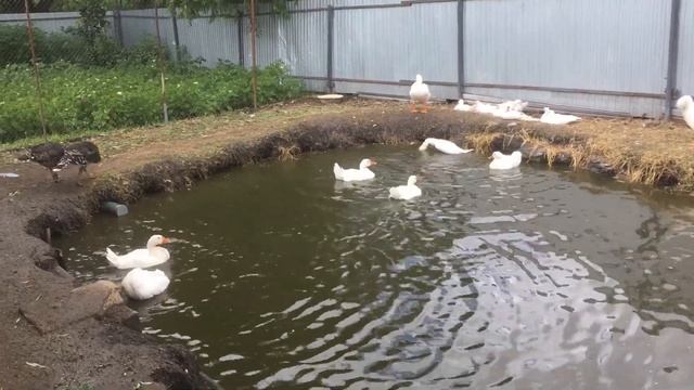 Гуси Линда плавают в пруду, ныряют, моются и чистят перья. смотреть онлайн