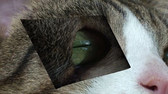 Жил был кот 2 #кот #дракон There once was a cat смотреть онлайн