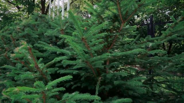 Декоративная изгородь: как сделать красиво и какие плюсы смотреть онлайн