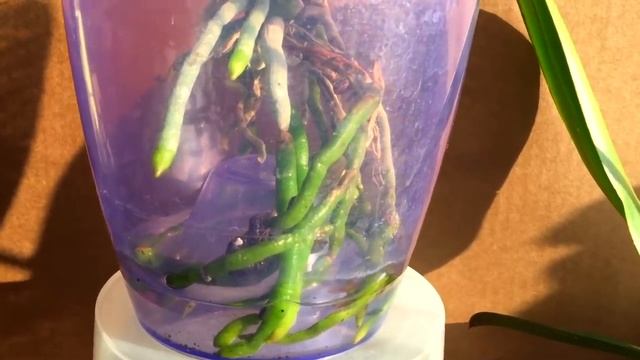 ОРХИДЕИ легко БЕЗ ГРУНТА живут 194 дня, растут корни, орхидеи цветут смотреть онлайн