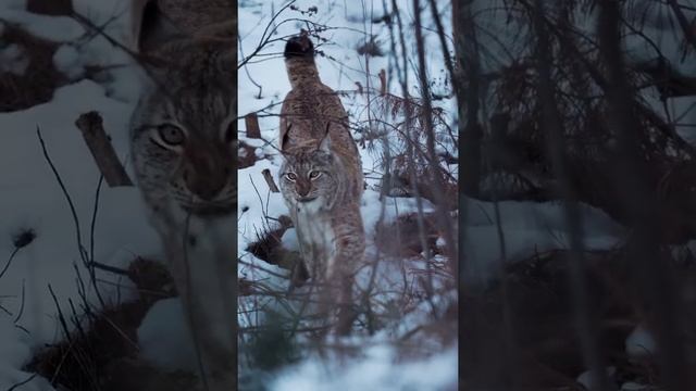 Евразийская рысь. смотреть онлайн