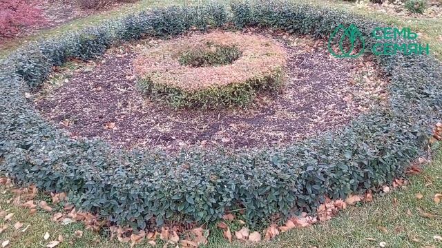 ЭТИ КУСТАРНИКИ УКРАШАЮТ САД ДАЖЕ ПОЗДНЕЙ ОСЕНЬЮ! смотреть онлайн