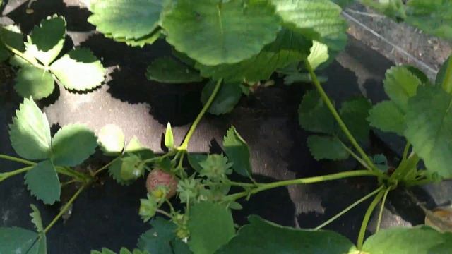 Огород участок 1.Клубника. Альба.Клери.Джоли.Ирма.3июня 2017.Донецк смотреть онлайн