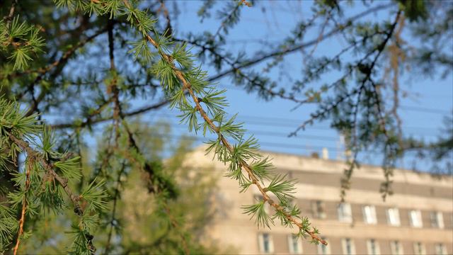 Расцвет природы смотреть онлайн