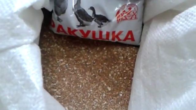 Ракушка для кур