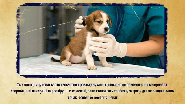 Що скорочує життя собаці What shortens the life of a dog смотреть онлайн