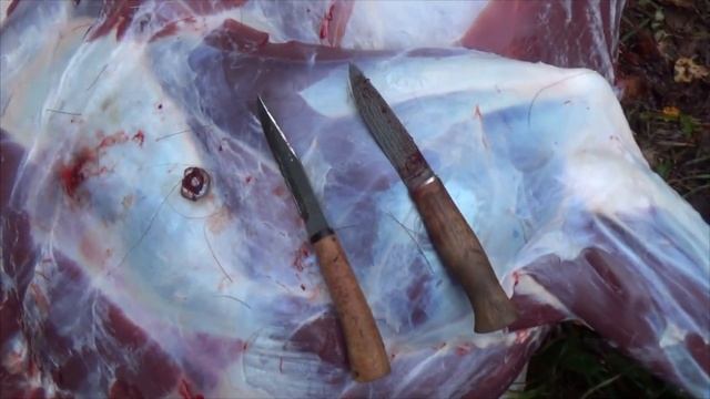 Охота на лося в Штормовое Предупреждение. Натаска лайки на лося. смотреть онлайн