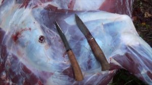 Охота на лося в Штормовое Предупреждение. Натаска лайки на лося.