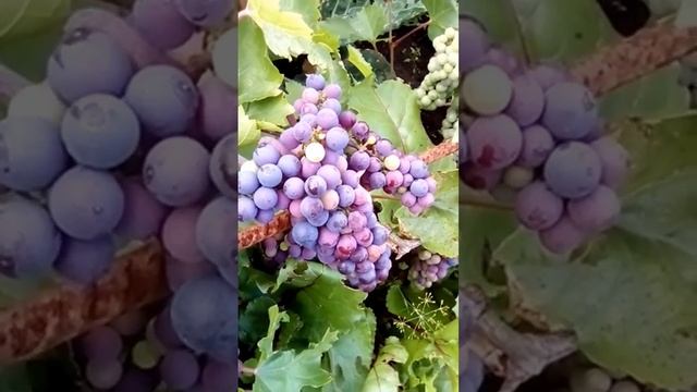 Виноград Маршал Фош в Сибири окрашивается. 16 августа 2022 смотреть онлайн