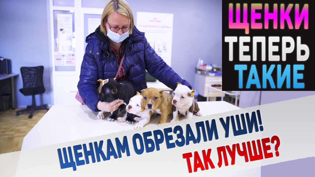 У щенков за 2 часа сильно изменился внешний вид! смотреть онлайн