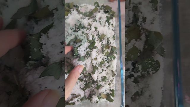 Эвкалиптовая соль #комнатныецветы #plants #цветы #оранжереядома #эвкалиптоваясоль #эвкалиптыдома смотреть онлайн