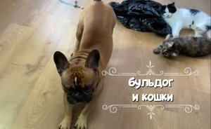 Французский бульдог и кошки. Знакомство с новой питомицей