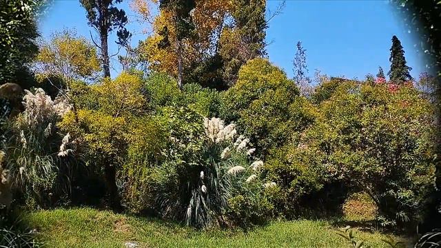 Цветущий рай  #Абхазия Blooming Paradise #abkhazia