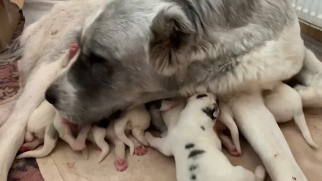 Первенцы !!!щенки алабая!!! смотреть онлайн