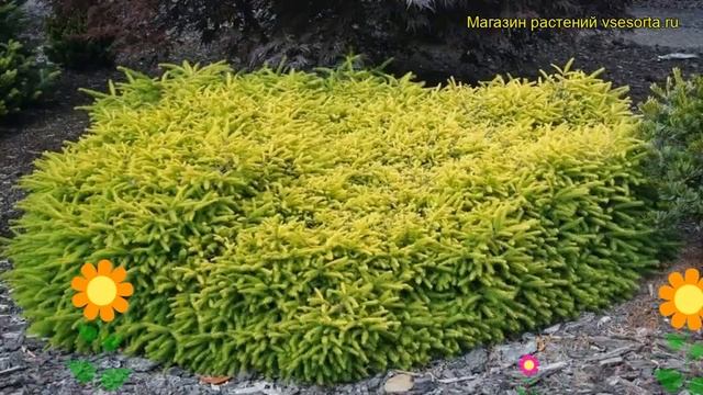 Ель обыкновенная Вермонт Голд. Краткий обзор, описание характеристик, где купить саженцы смотреть онлайн