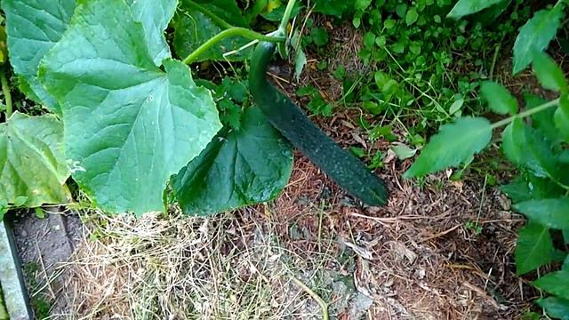 Китайские огурцы , прошла неделя 10 .08.2019 смотреть онлайн