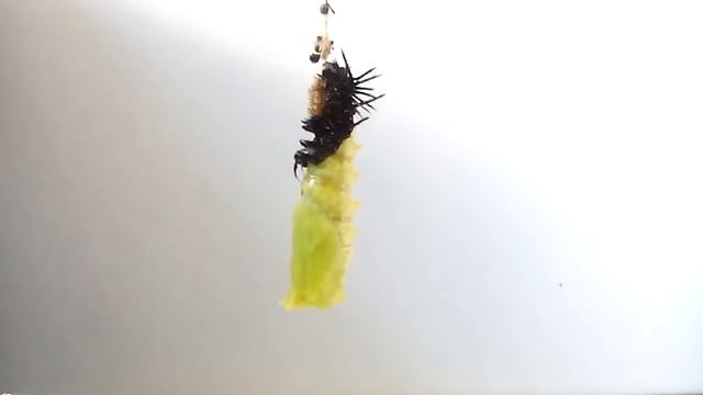 Окукливание гусеницы смотреть онлайн