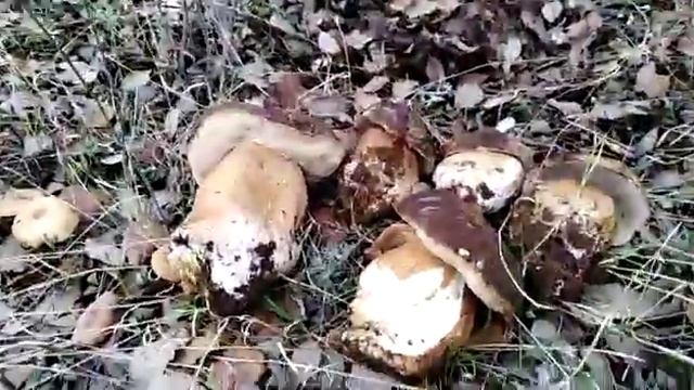 Boletus aereus.noviembre 2018 смотреть онлайн