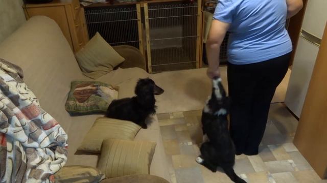 Брэйн. Ко мне. (я без голоса) смотреть онлайн