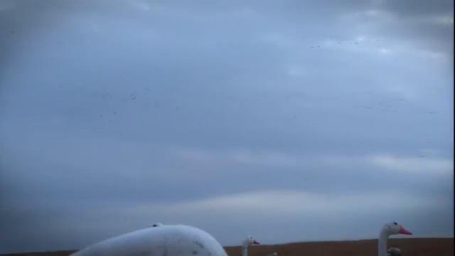 Охота с луком на лося во время гона на севере Онтарио. Охота в Новом Свете. Выпуск 110. смотреть онлайн