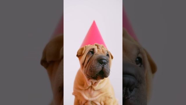 #shorts-Hовогодний шарпей смотреть онлайн