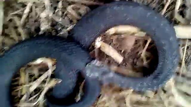 ГАДЮКА кусает сама СЕБЯ! смотреть онлайн