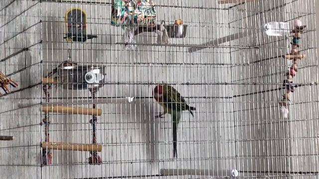 Розелла Генри Rosella Henry Bird Parrot попугай