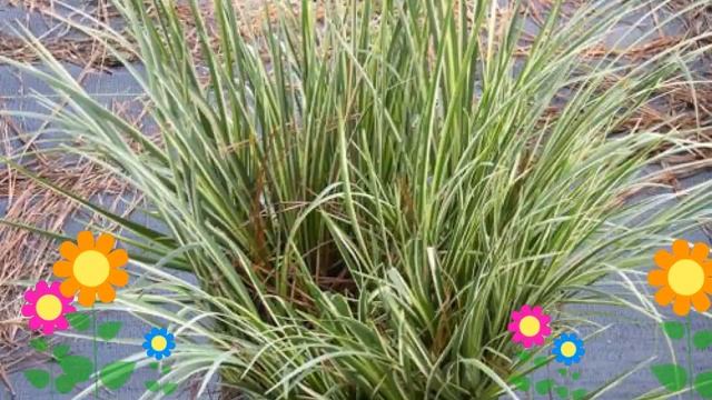 Аир обыкновенная (Variegatus). Краткий обзор, описание характеристик, где купить саженцы смотреть онлайн