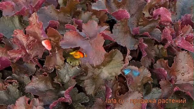 Гейхера гибридная Мистери (heuchera hybrid misteri) ? обзор: как сажать, саженцы гейхеры Мистери смотреть онлайн