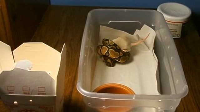 black back ball python and normal eating 7,11 09 004 смотреть онлайн