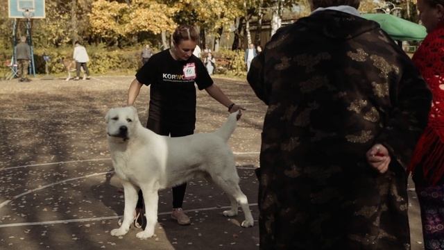 "АЛЕКСАНДРОВА СЛОБОДА 2023" | Монопородная выставка среднеазиатских и кавказских овчарок смотреть онлайн