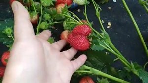 клубника Вайбрант сразила наповал