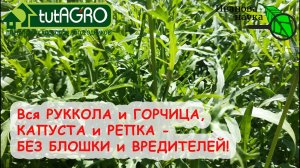 По ИТОГУ, МОЯ РУККОЛА СОВСЕМ БЕЗ БЛОШКИ и ВРЕДИТЕЛЕЙ! Вкусная и полезная! И у ВАС ТАКАЯ БУДЕТ!