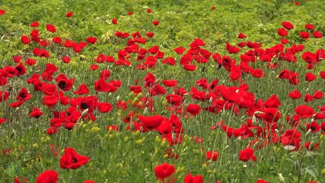 Нежная лечебная музыка здоровья и для успокоения нервной системы, глубокого релакса #7 смотреть онлайн